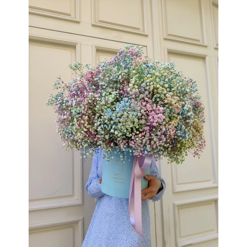 Gypsophila box