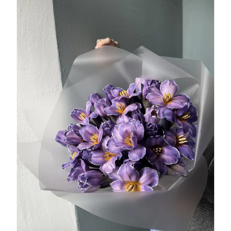 Melatonin Tulips